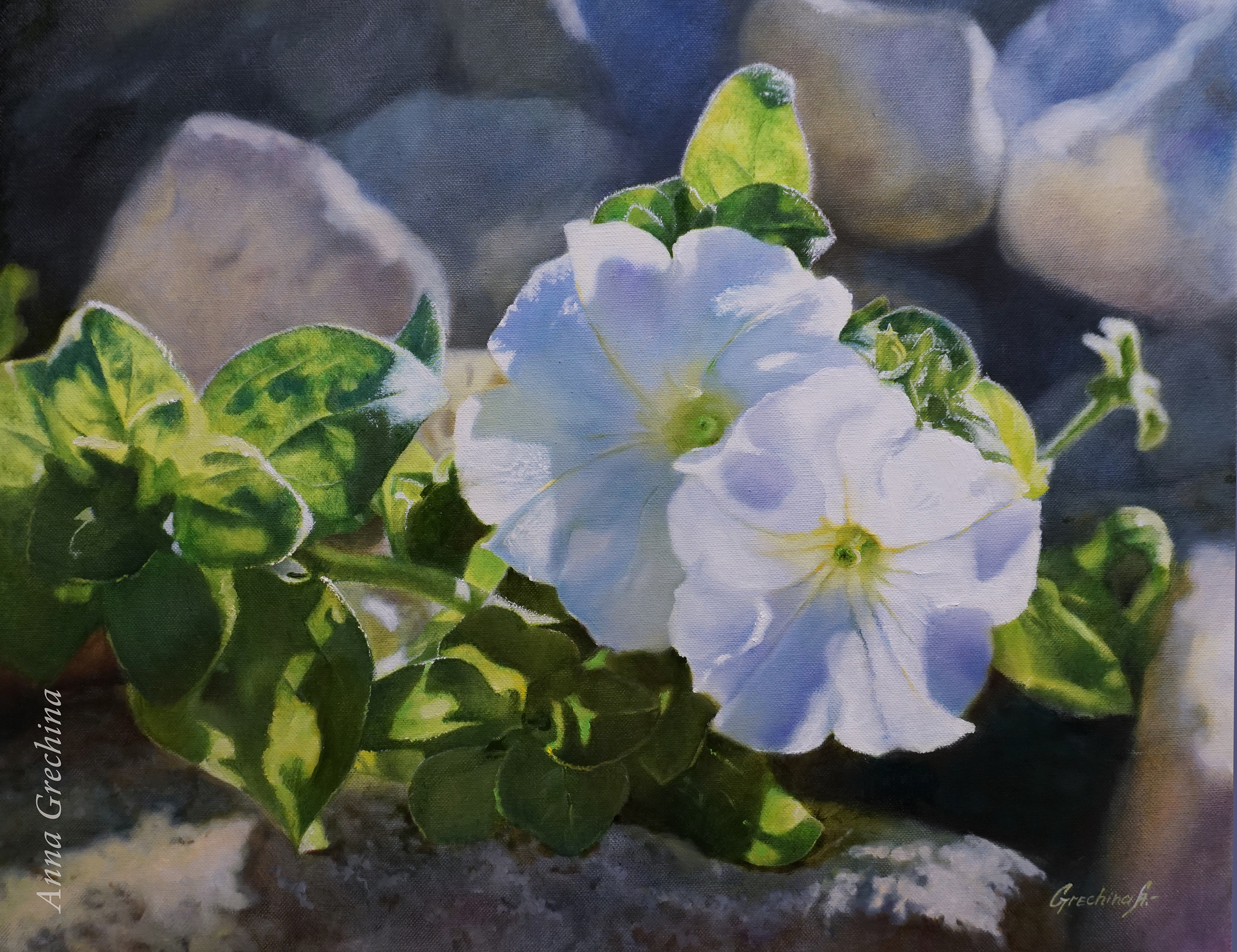 "White Petunias" Still life. Grechina Anna painting, flowers, photorealism.